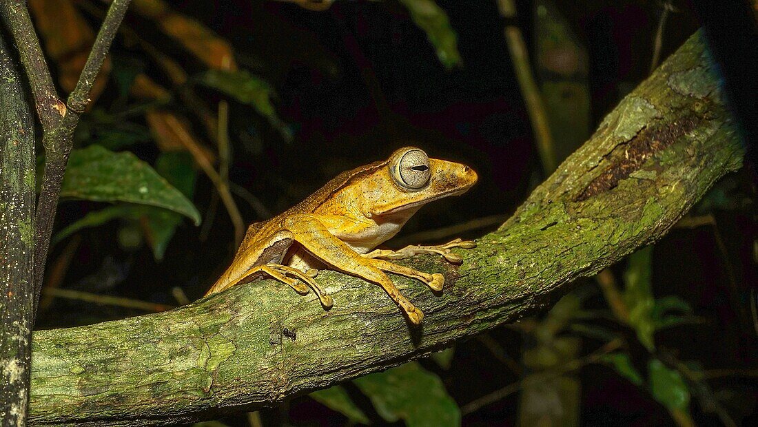 A Bornean Tree Frog at a Forest Reserve in Sarawak