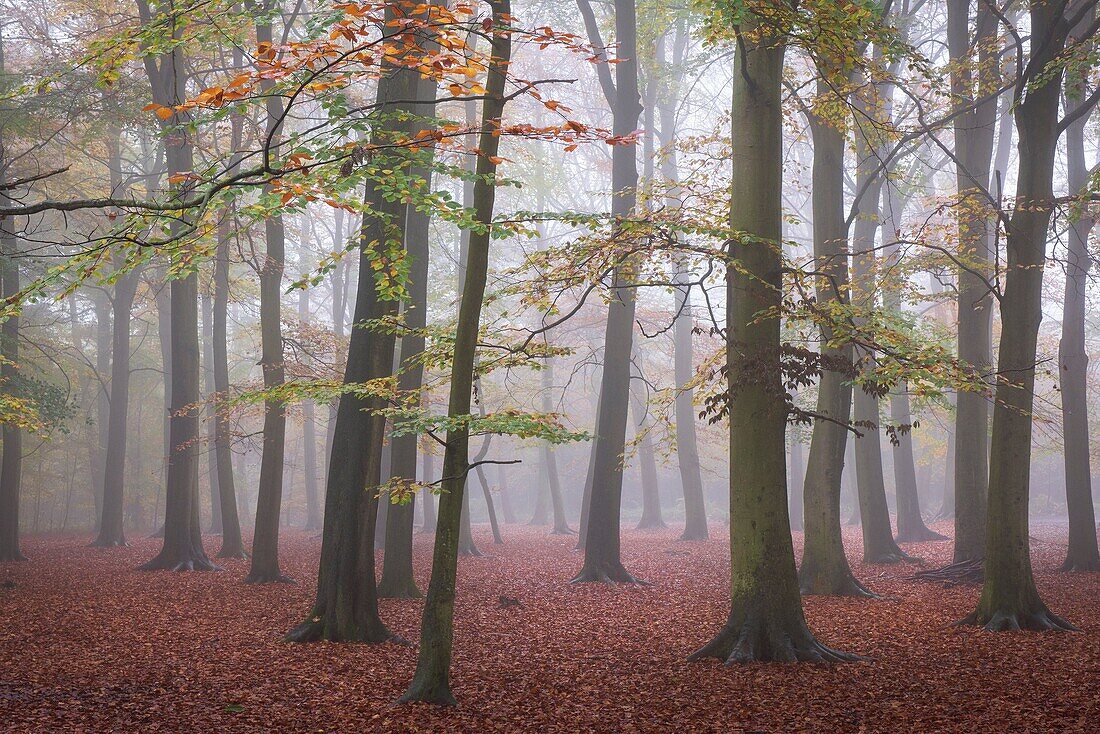 Foggy conditions in an autumnal woodland in Essex, England, United Kingdom.