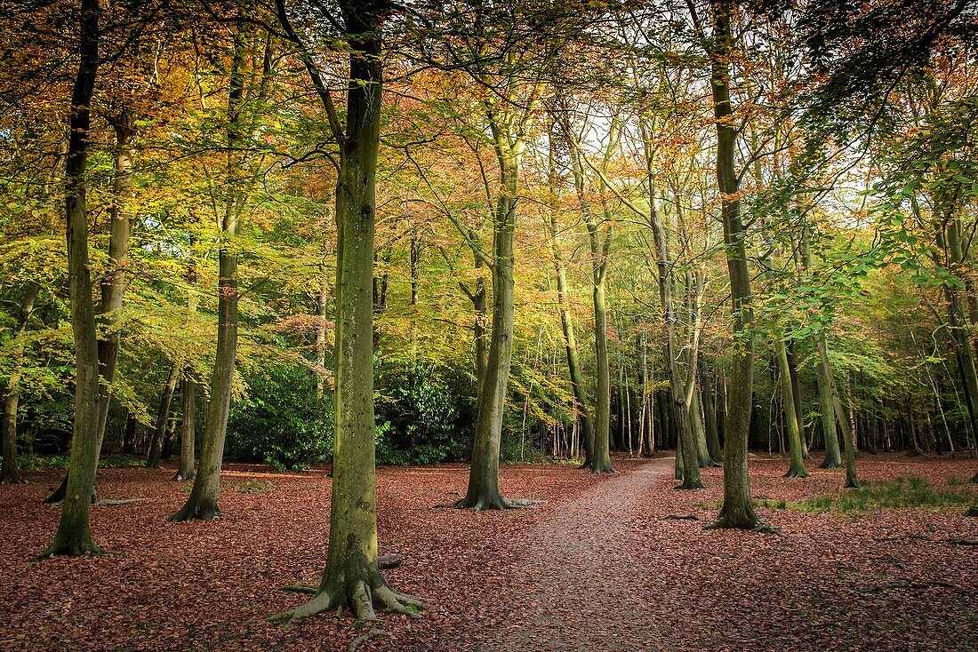 An autumnal woodland in Essex, England, United Kingdom.