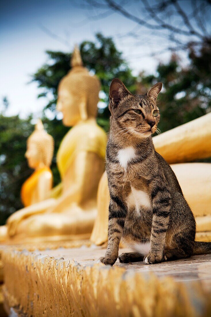 Temple cat sits by Buddhas, Wat Phra Yai temple. Khao Phra Bat hill overlooking Pattaya city, Chonburi province, Thailand.
