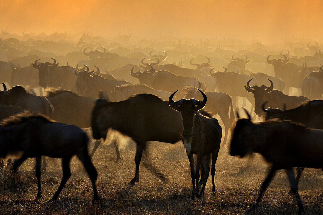 Wildebeests (Connochaetes taurinus) migrating at sunrise, Grumeti river, Seregeti national park, Tanzania.