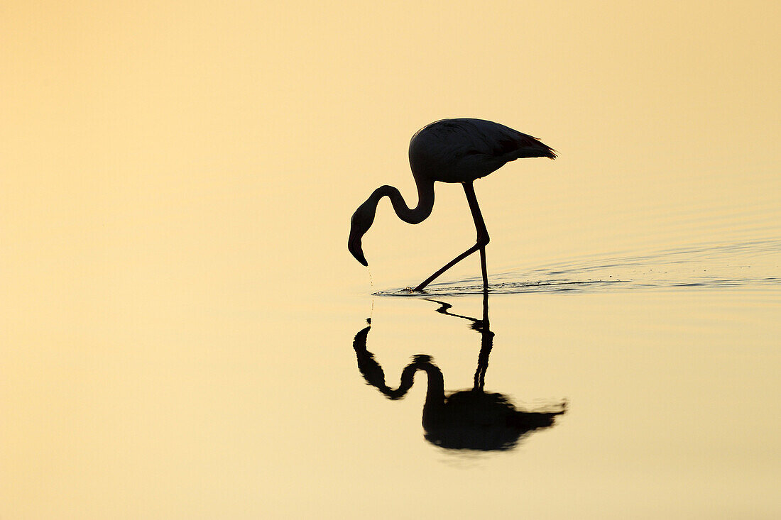 Silhouette of a Greater Flamingo (Phoenicopterus roseus) foraging in the water.