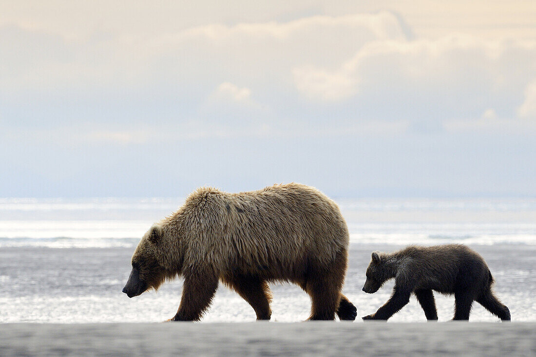 Grizzly Bear ( Urus arctos horribilis) mother and cub on a beach.