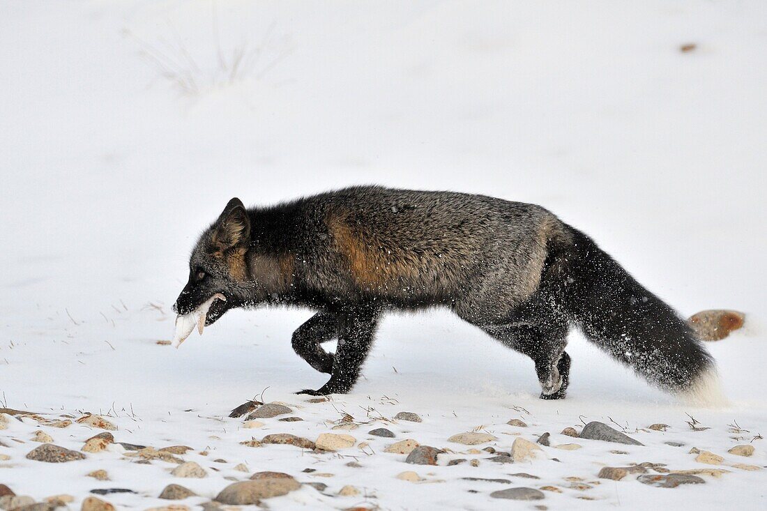 Red fox (Vulpes vulpes) with melanism, the so called Silver fox walking in the snow, with a Starfish in his mouth, Churchill, Manitoba, Canada.