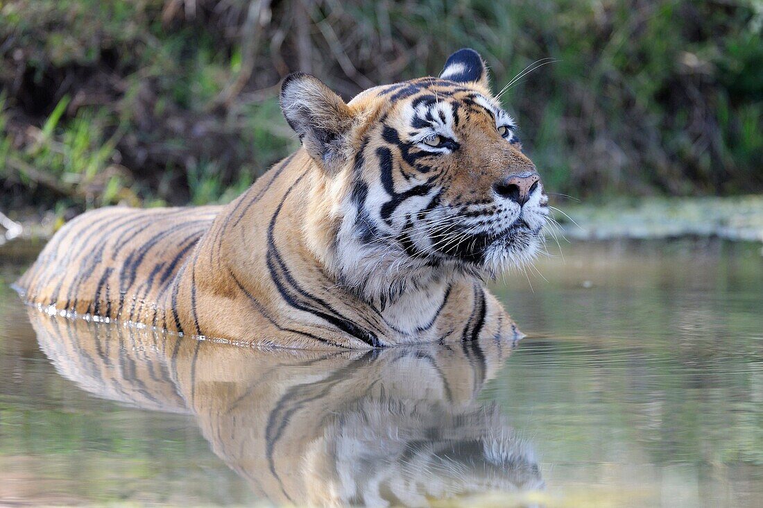 Bengal Tiger (Panthera tigris tigris) relaxing in water to cool down, Ranthambhore national park, Rajastan, India.