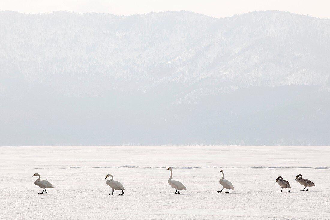 Whooper Swan (Cygnus cygnus) group walking in line over frozen Lake, Lake Kussharo, Akan National Park, Hokkaido, Japan..