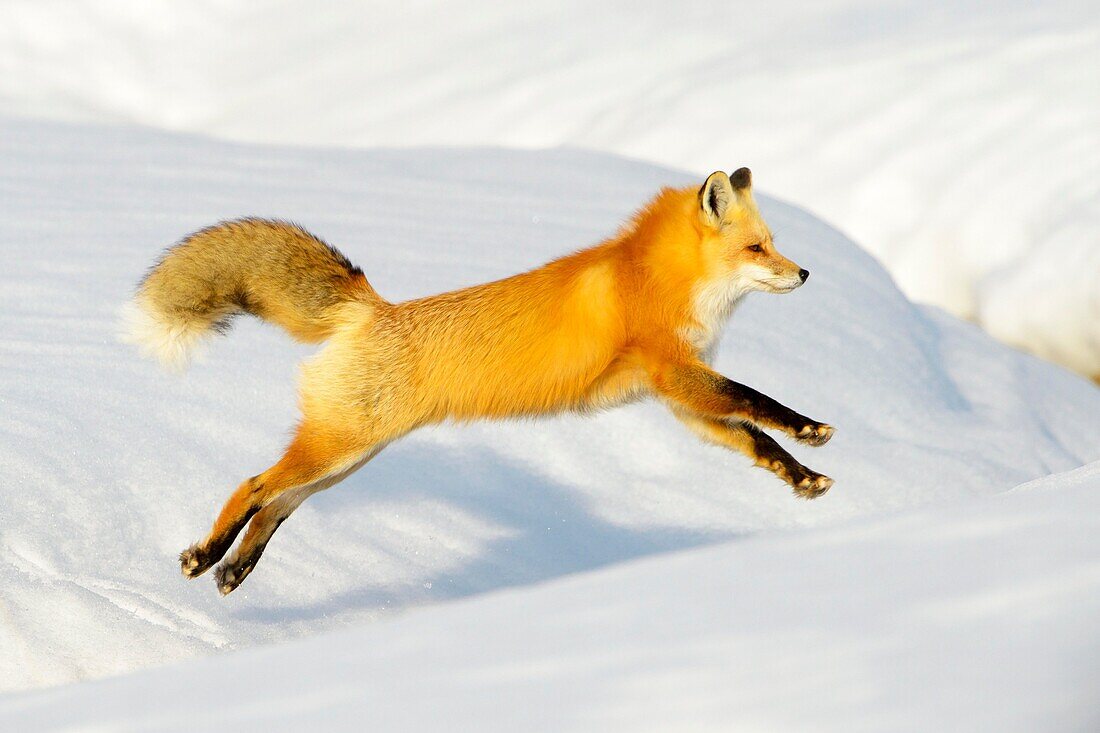 American Red Fox (Vulpes vulpes fulva) adult, jumping over ditch in snow, Yellowstone national park, Wyoming, USA.