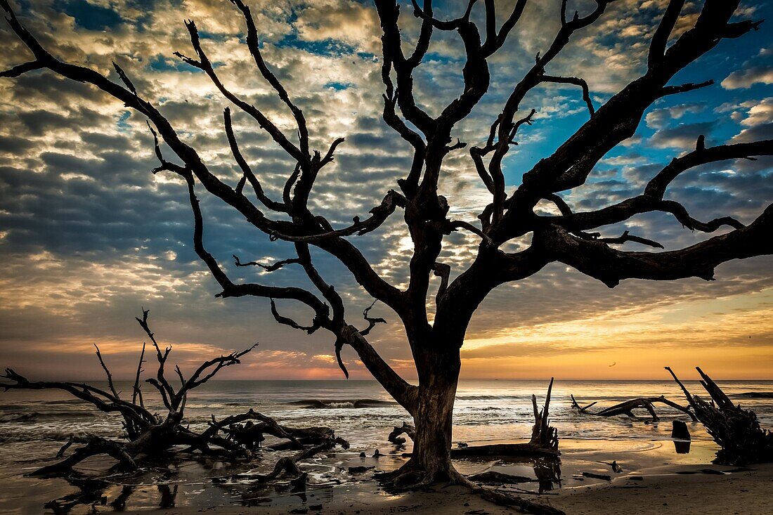 Giant driftwood trees are silhouetted by the sunrise on Driftwood Beach, Jekyll Island, Georgia, USA