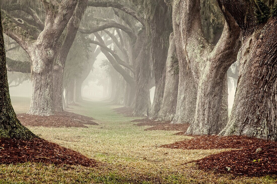 A double row of Oak trees in the mist disappears into the distance creating a mystical scene. St. Simons Island, Georgia, USA