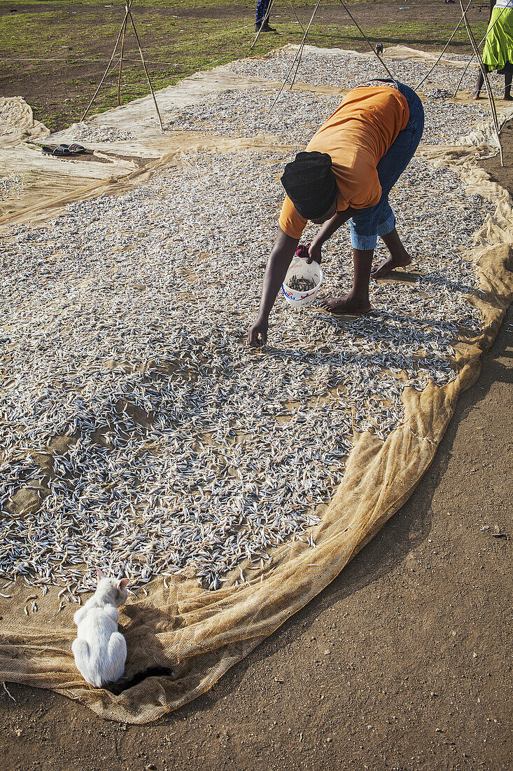 woman putting the fish to dry, the fishing village of Litari, Rusinga Island, Lake Victoria, Kenya.