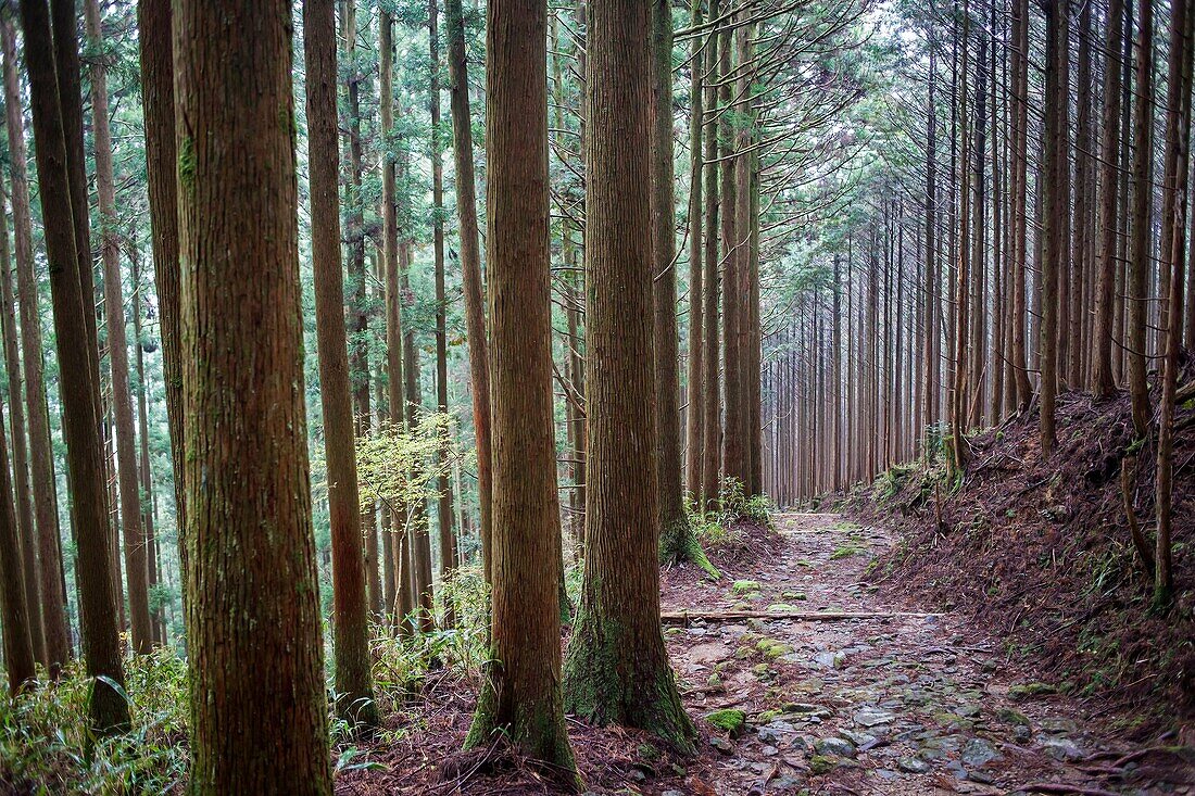 Path in Ogumotori-goe section, Kumano Kodo, Nakahechi route, Wakayama, Kinki, Japan.