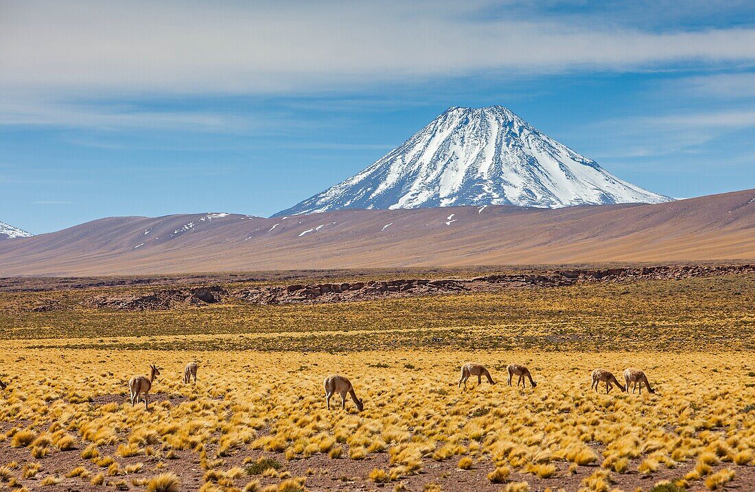 Vicuñas (Vicugna vicugna), in Altiplano, Puna, in background Andes Mountains, Road to Argentina by Paso Sico, near Socaire, Atacama desert. Region de Antofagasta. Chile.