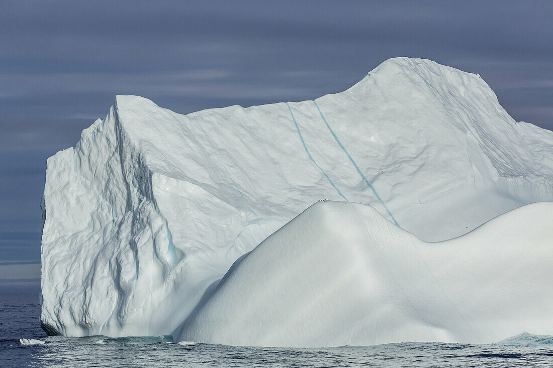 Black-legged Kittiwakes, Rissa tridactyla, on iceberg in Baffin Bay, Nunavut, Canada.