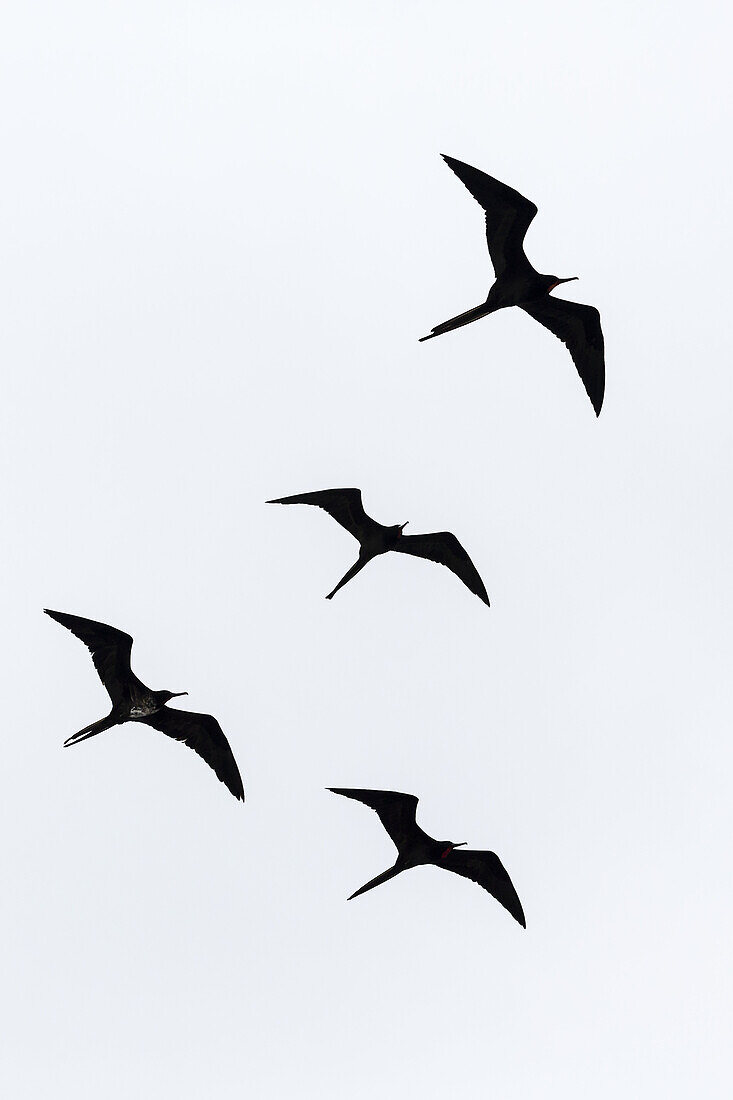 Adult great frigatebirds, Fregata minor, in flight near Isabela Island, Galapagos Islands, Ecuador.