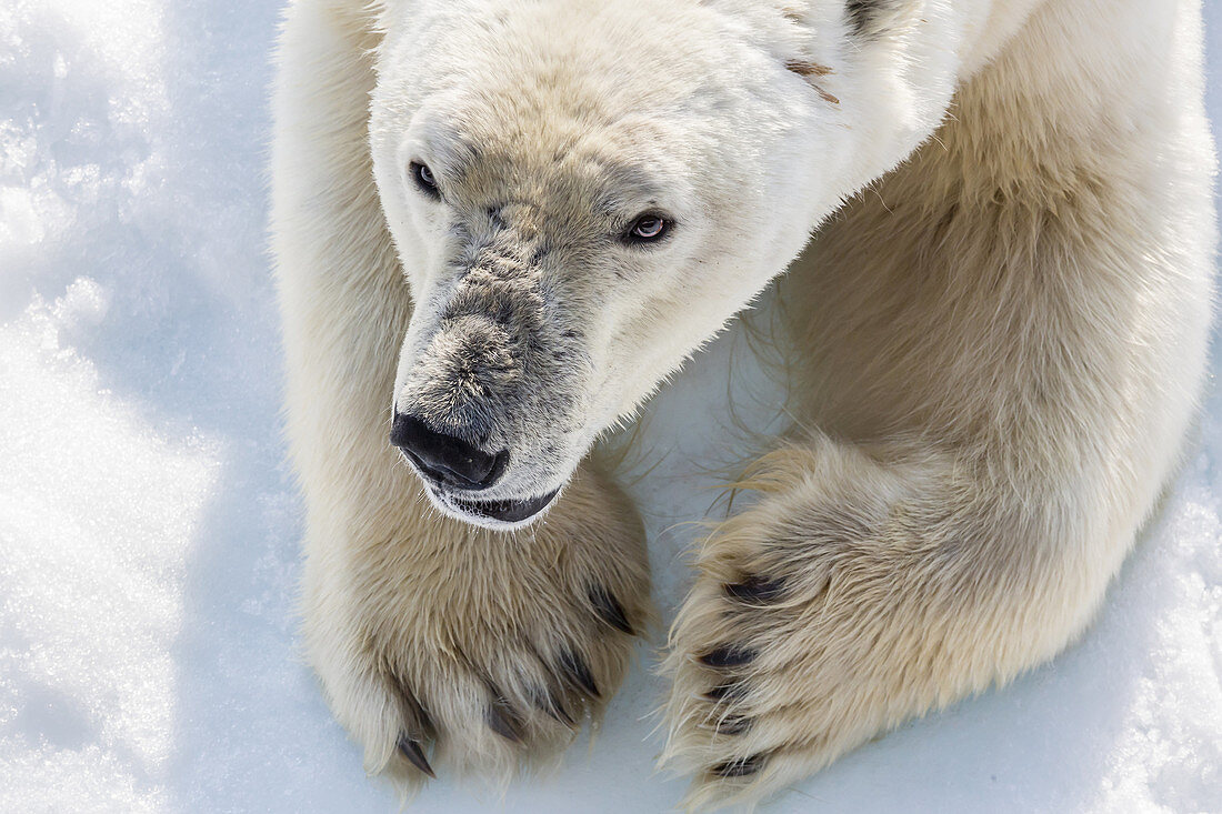 Adult polar bear, Ursus maritimus, close up head detail, Cumberland Peninsula, Baffin Island, Nunavut, Canada.