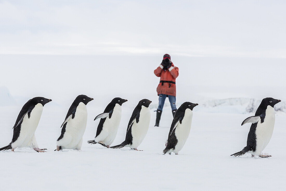 Adult Adélie penguins, Pygoscelis adeliae, walking on first year sea ice in Active Sound, Weddell Sea, Antarctica.
