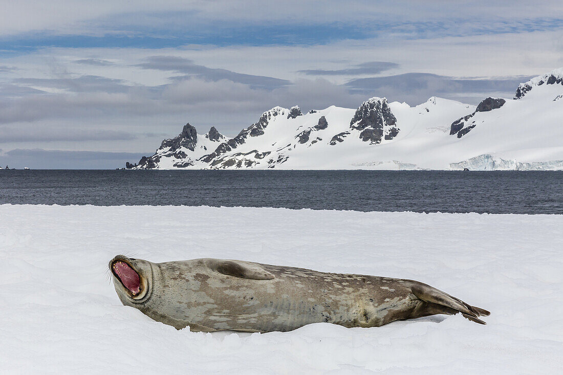 Weddell seal, Leptonychotes weddellii, resting on ice at Half Moon Island, South Shetland Island Group, Antarctica.