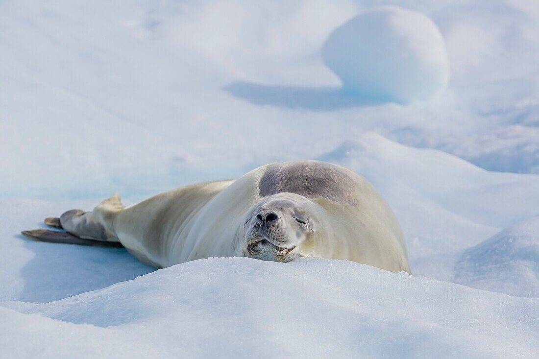 Adult crabeater seal, Lobodon carcinophaga, hauled out on ice floe, Neko Harbor, Andvord Bay, Antarctica, Southern Ocean.