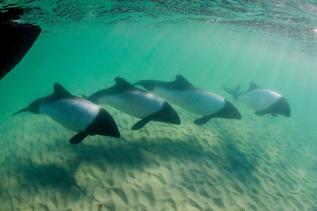 Adult Commerson´s dolphins, Cephalorhynchus commersonii, underwater at Carcass Island, Falkland Islands, UK Overseas Protectorate.