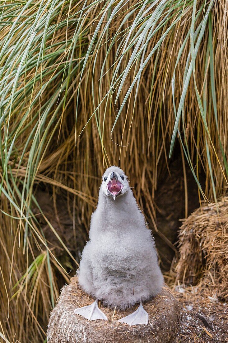 Black-browed albatross, Thalassarche melanophris, chick in nest on Saunders Island, Falkland Islands, UK Overseas Protectorate.