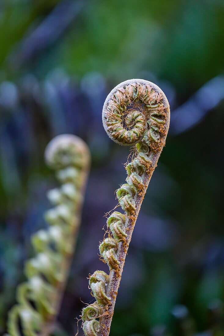 A walk through Tresco Gardens, Cornwall, England, United Kingdom.