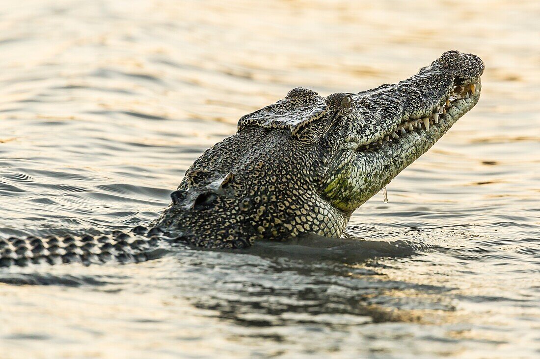 An adult wild saltwater crocodile, Crocodylus porosus, in the Hunter River in Mitchell River National Park, Kimberley, Western Australia, Australia.