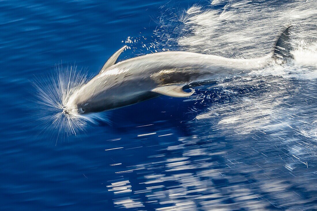 Motion blur of bottlenose dolphin, Tursiops truncatus, bow-riding the National Geographic Explorer off Madeira, Portugal.