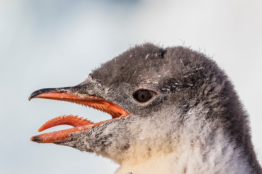 Gentoo penguin chick, Pygoscelis papua, panting to cool off from direct sunshine in Neko Harbor, Antarctica.