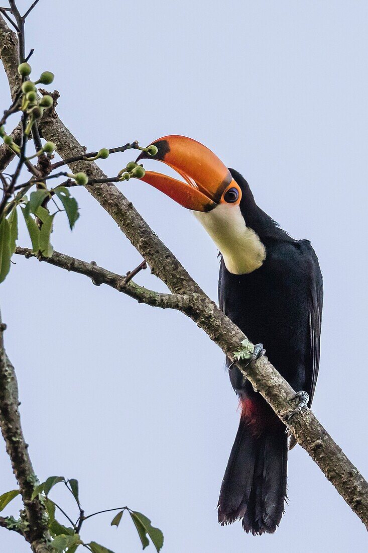 Toco toucan, Ramphastos toco, feeding within Iguazú Falls National Park, Misiones, Argentina, South America.
