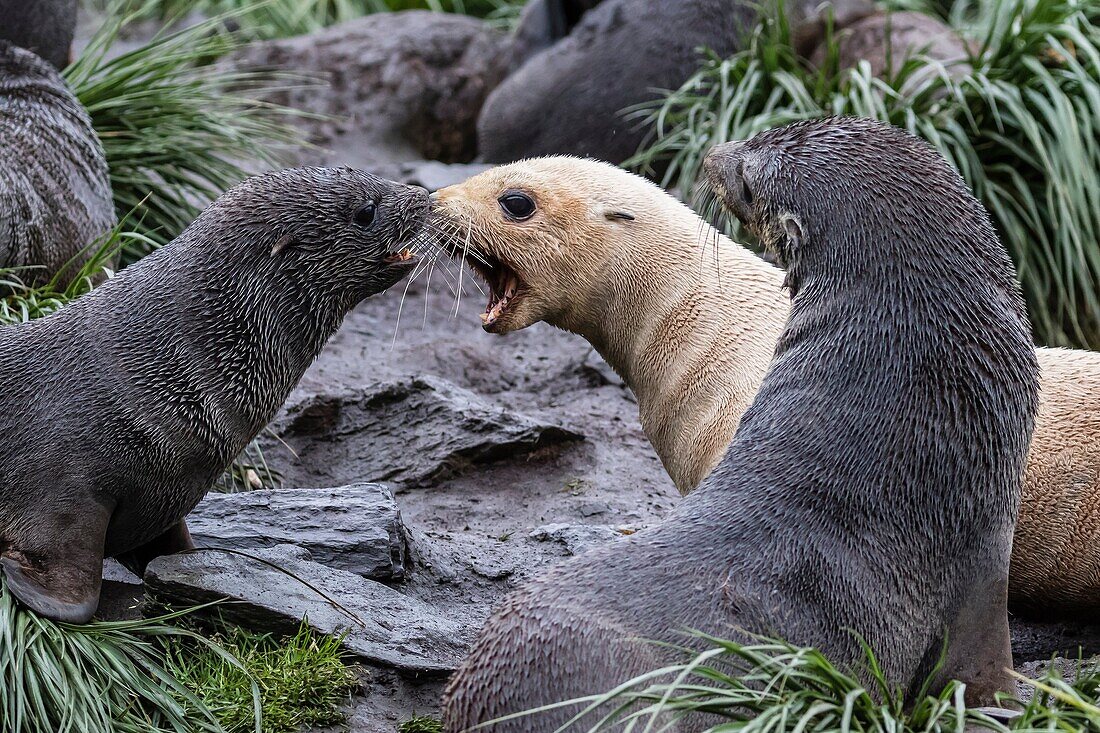 A young leucistic Antarctic fur seal, Arctocephalus gazella, mock-fighting amongst normally colored pups, Cooper Bay, South Georgia.