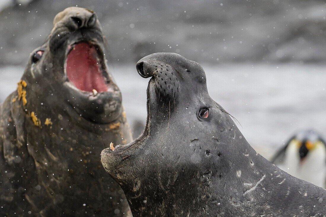 Southern elephant seal bulls, Mirounga leonina, mock-fighting in Gold Harbor, South Georgia, UK Overseas Protectorate.