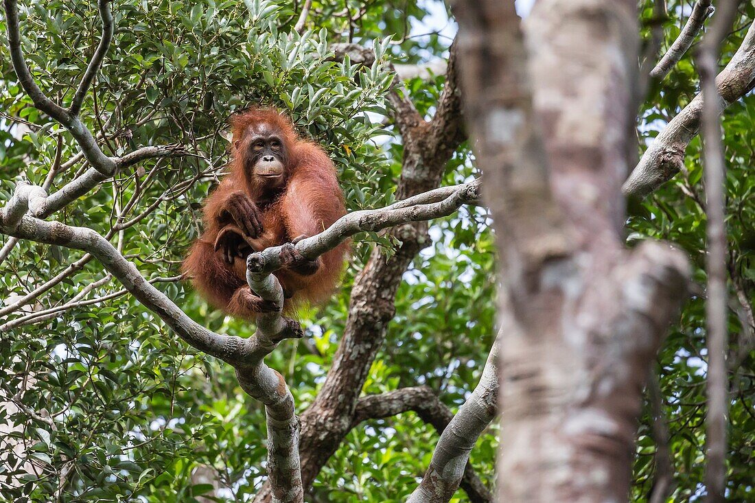Reintroduced young orangutan, Pongo pygmaeus, in tree in Tanjung Puting National Park, Borneo, Indonesia.