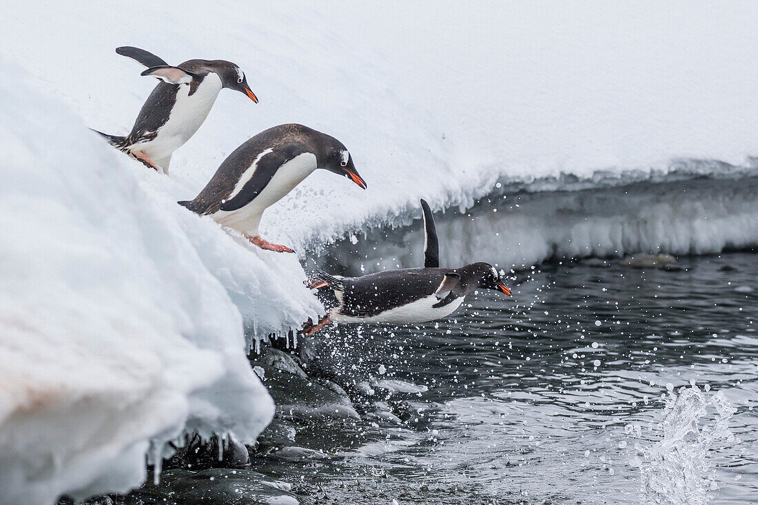 Gentoo penguins, Pygoscelis papua, leaping into the sea at Booth Island, Antarctica.