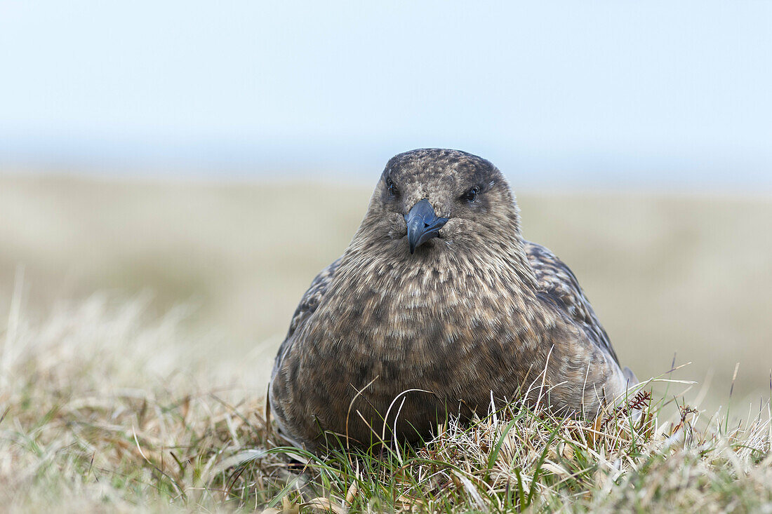 Great Skua or Bonxie (Stercorarius Skua), Hermaness Bird reserve, Unst. Europe, Great Britain, Scotland, Northern Isles, Shetland, May.
