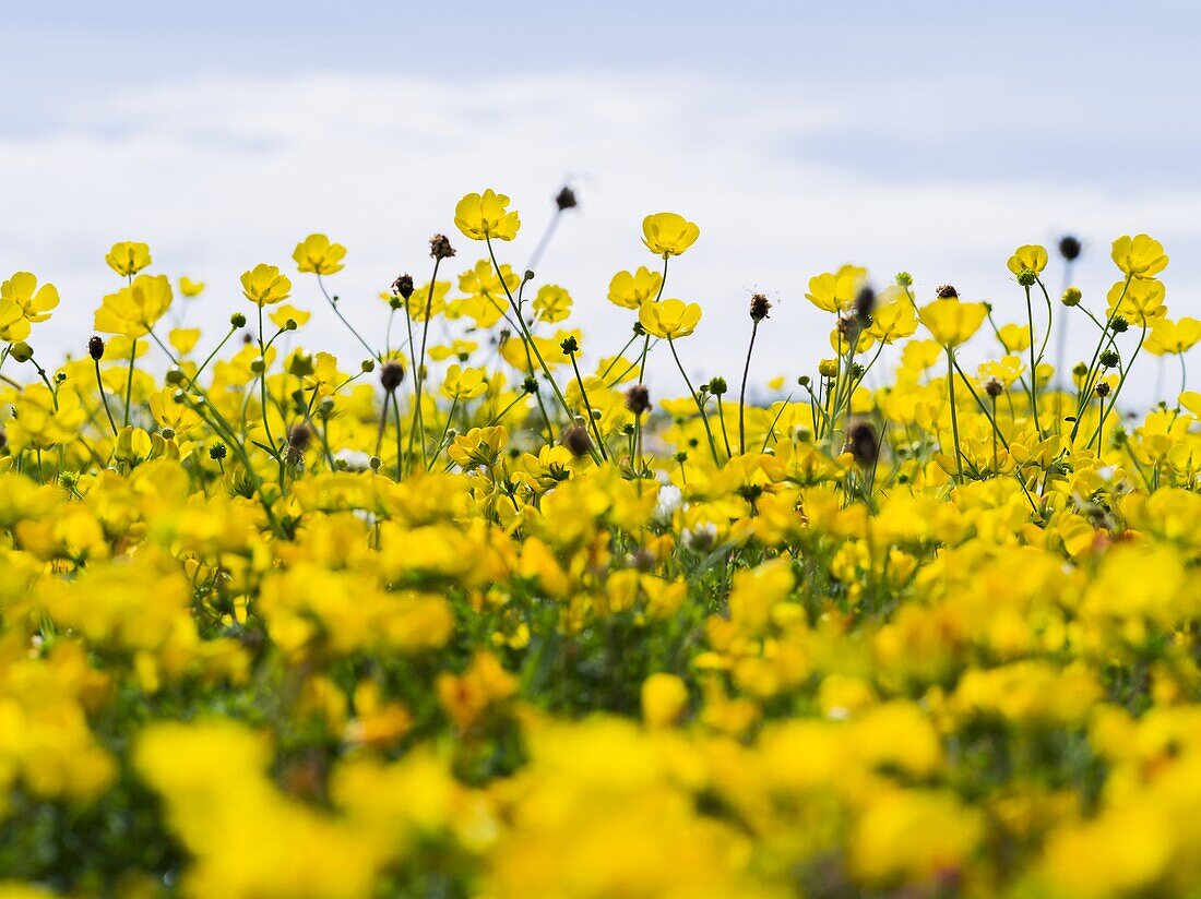 Isle of Lewis, part of the island Lewis and Harris in the Outer Hebrides of Scotland. Machair with buttercup (Ranunculus) , gaelic for a fertile, often sandy, sometimes farmed or grazed coastal plain. It is typical for the outer hebrides and famous for it