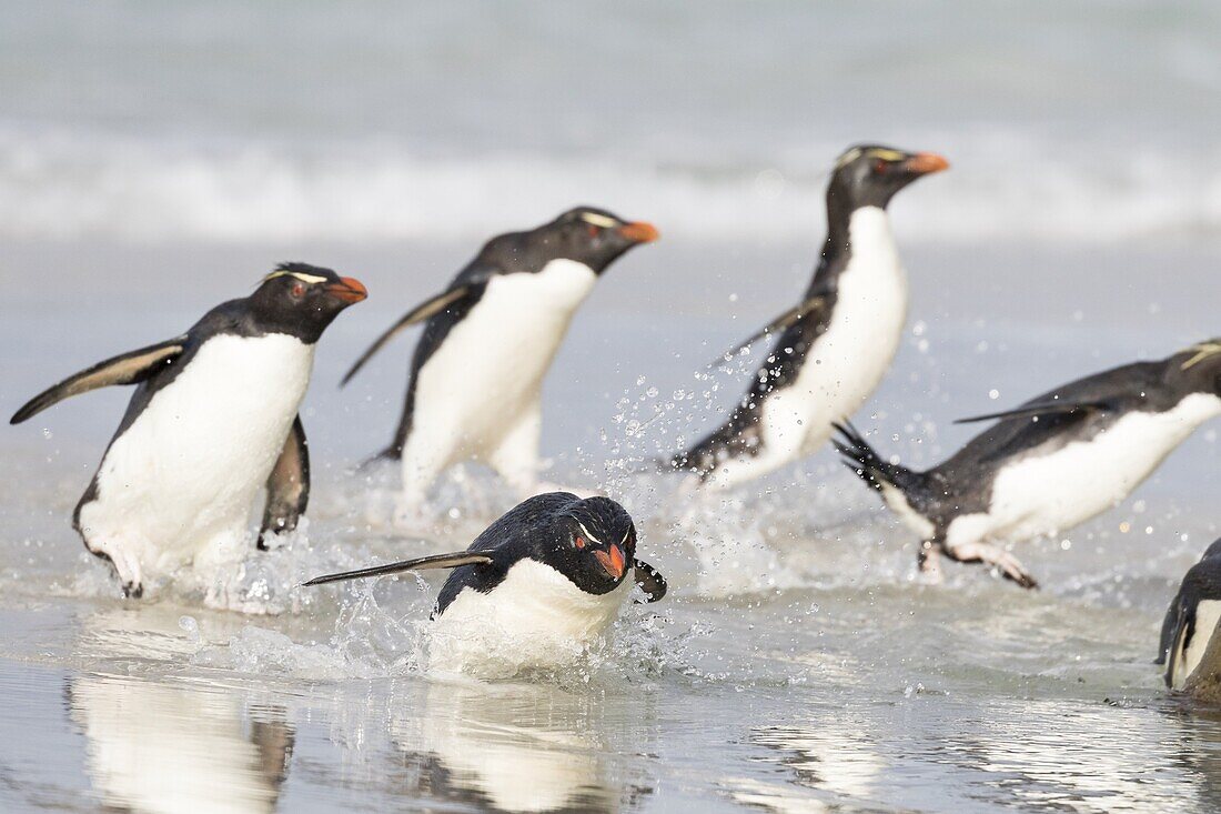 Rockhopper penguin (Eudyptes chrysocome), subspecies southern rockhopper penguin (Eudyptes chrysocome chrysocome). landing as a group to give individuals safety in numbers. South America, Falkland Islands, January.