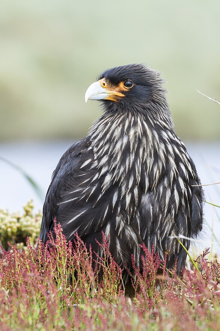 Striated Caracara (Phalcoboenus australis) or Johnny Rook, considered as very intelligent and curious, one of the rarest birds of prey in the world. South America, Falkland Islands, January.