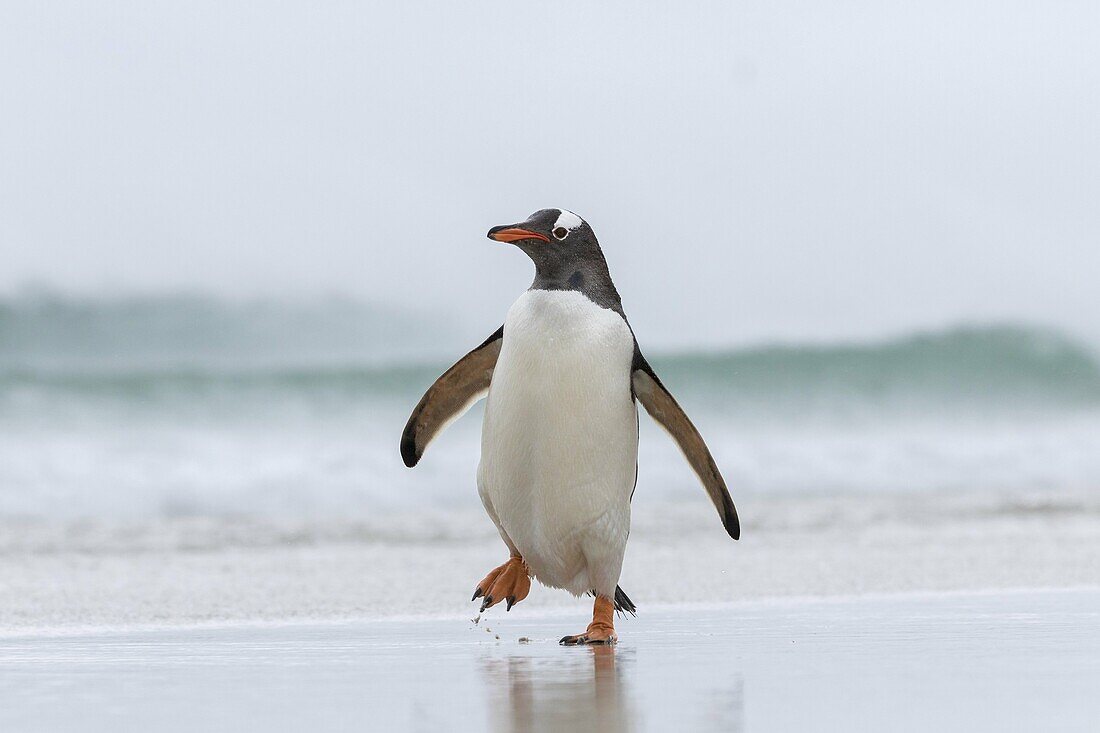 Gentoo Penguin (Pygoscelis papua) on the Falkland Islands, crossing a wide sandy beach while walking up to their rookery. South America, Falkland Islands, January.