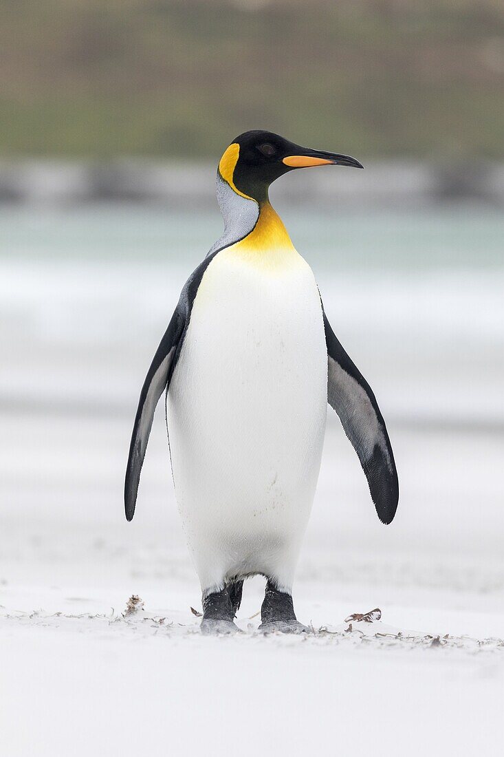King Penguin (Aptenodytes patagonicus) on the Falkand Islands in the South Atlantic. South America, Falkland Islands, January.