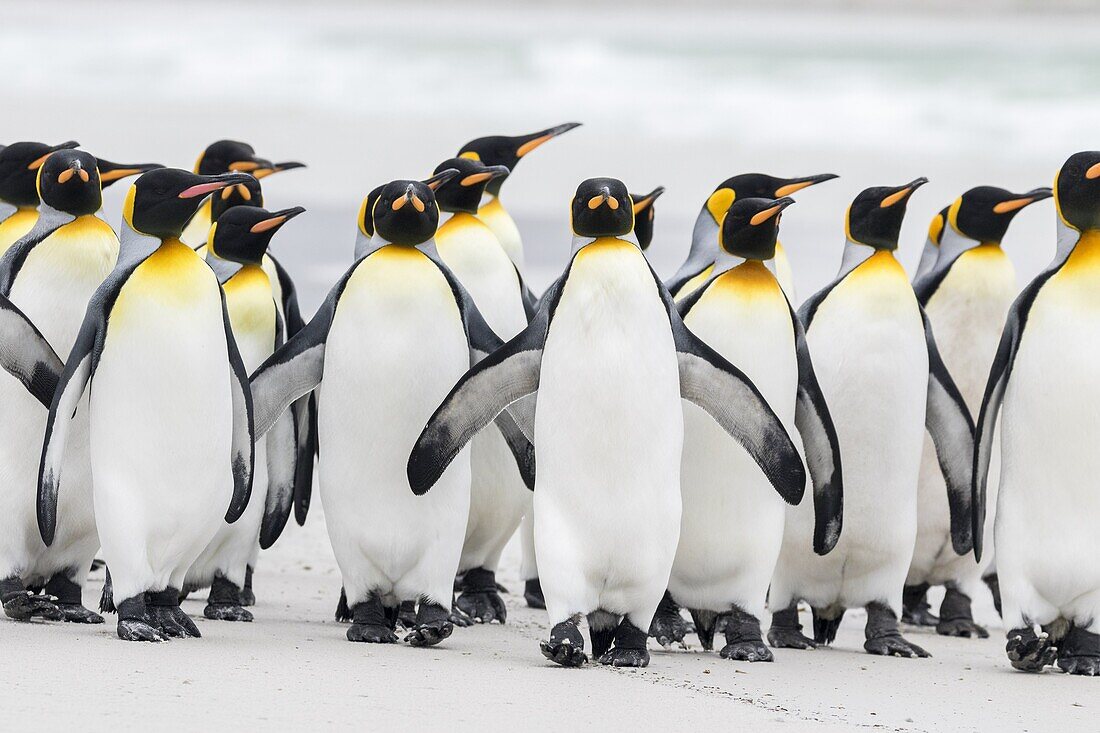 King Penguin (Aptenodytes patagonicus) on the Falkand Islands in the South Atlantic. Group of penguins marching on sandy beach towards their colony. South America, Falkland Islands, January.