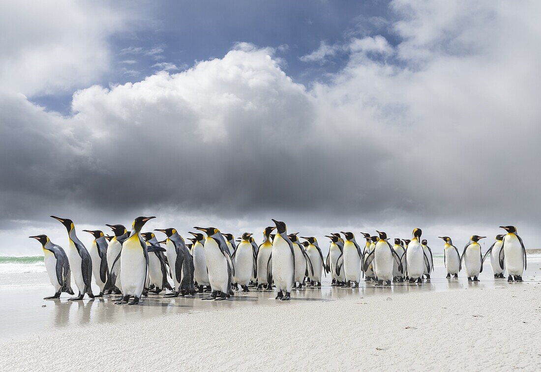 King Penguin (Aptenodytes patagonicus) on the Falkand Islands in the South Atlantic. Group of penguins on sandy beach during storm, thunderstorm clouds in the background. South America, Falkland Islands, January.