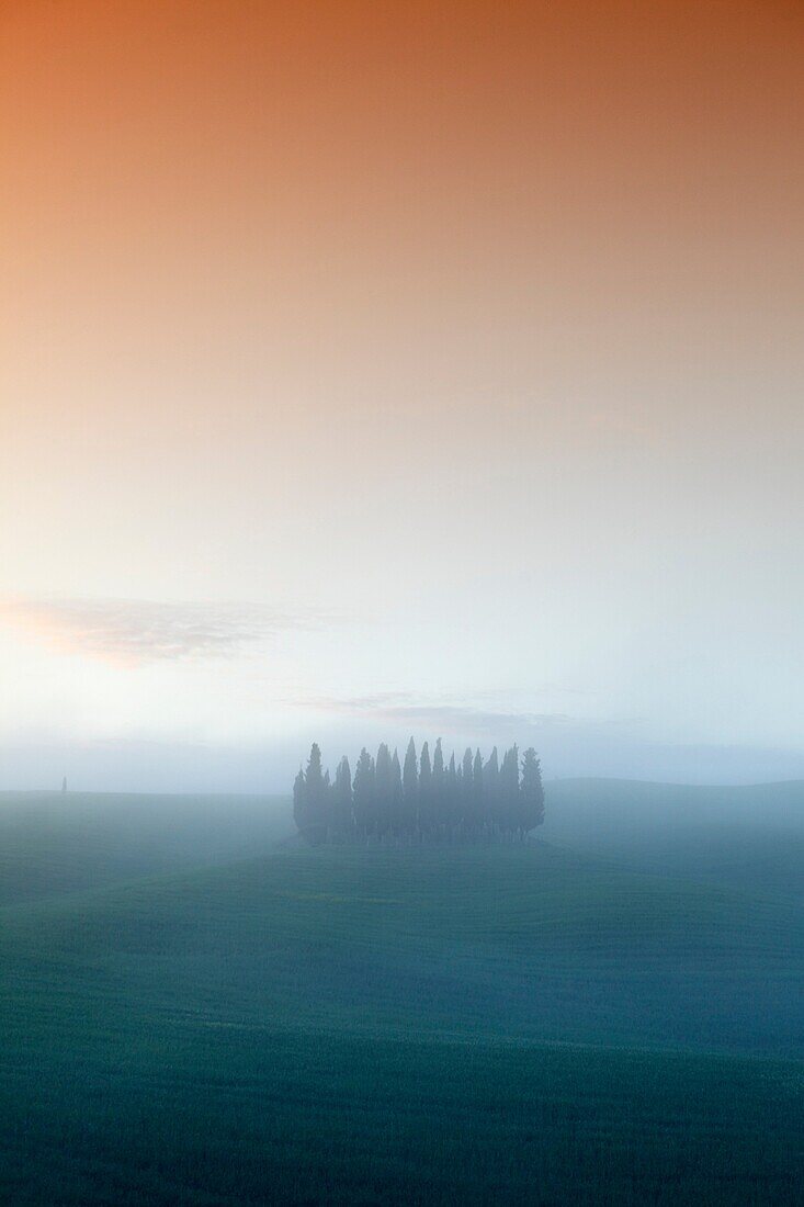 A grove of cypress trees on green hills, near San Quirico d`Orcia, Val d´Orcia, Tuscany, Italy.