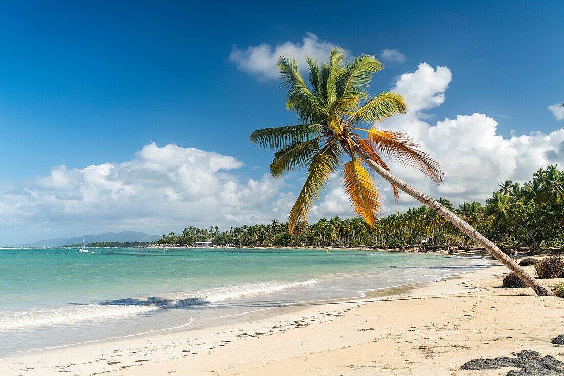 Palm fringed sandy beach of El Portillo, Las Terrenas, Samana, Dominican Republic, Carribean, America,.