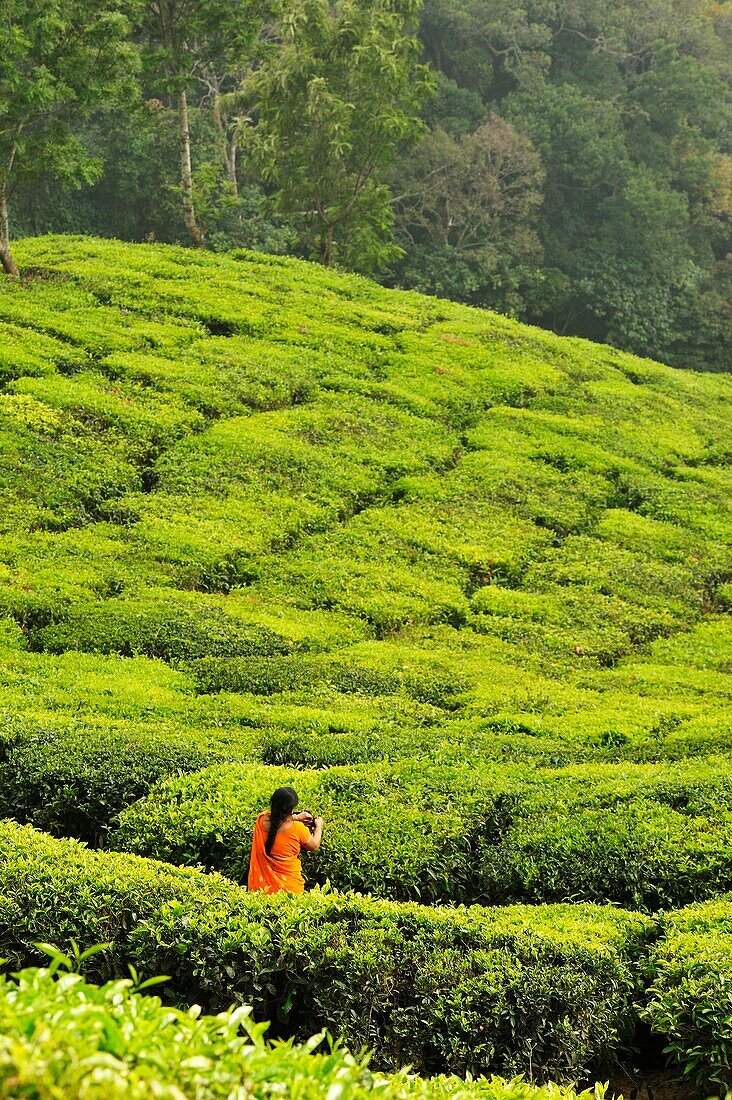 woman in a tea plantation near Munnar, Kerala, India.