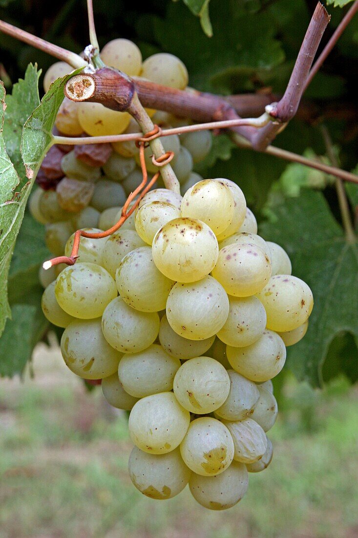 Bunch of grapes.