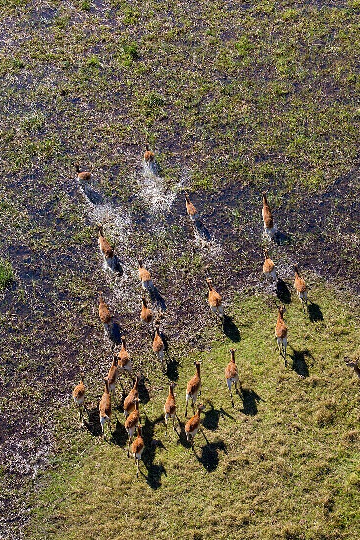 Red Lechwe (Kobus leche), running in the floodplain, aerial view. Okavango Delta, Moremi Game Reserve, Botswana. The Okavango Delta is home to a rich array of wildlife. Elephants, Cape buffalo, hippopotamus, impala, zebras, lechwe and wildebeest are just 