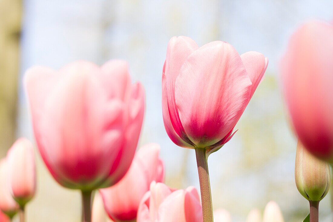 Keukenhof-Gärten, Lisse, Holland