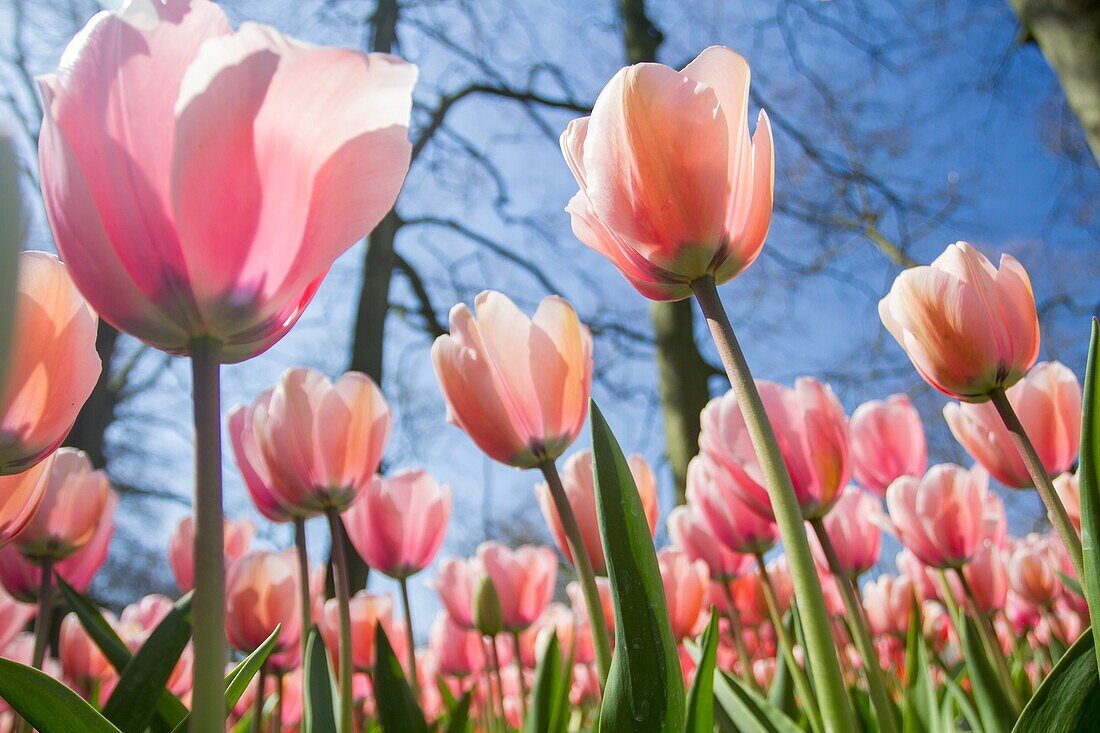 Keukenhof-Gärten, Lisse, Holland