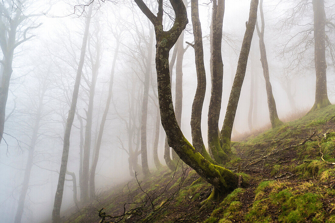 Ibañeta forest at Roncesvalles pass form spanish area frontier with France.