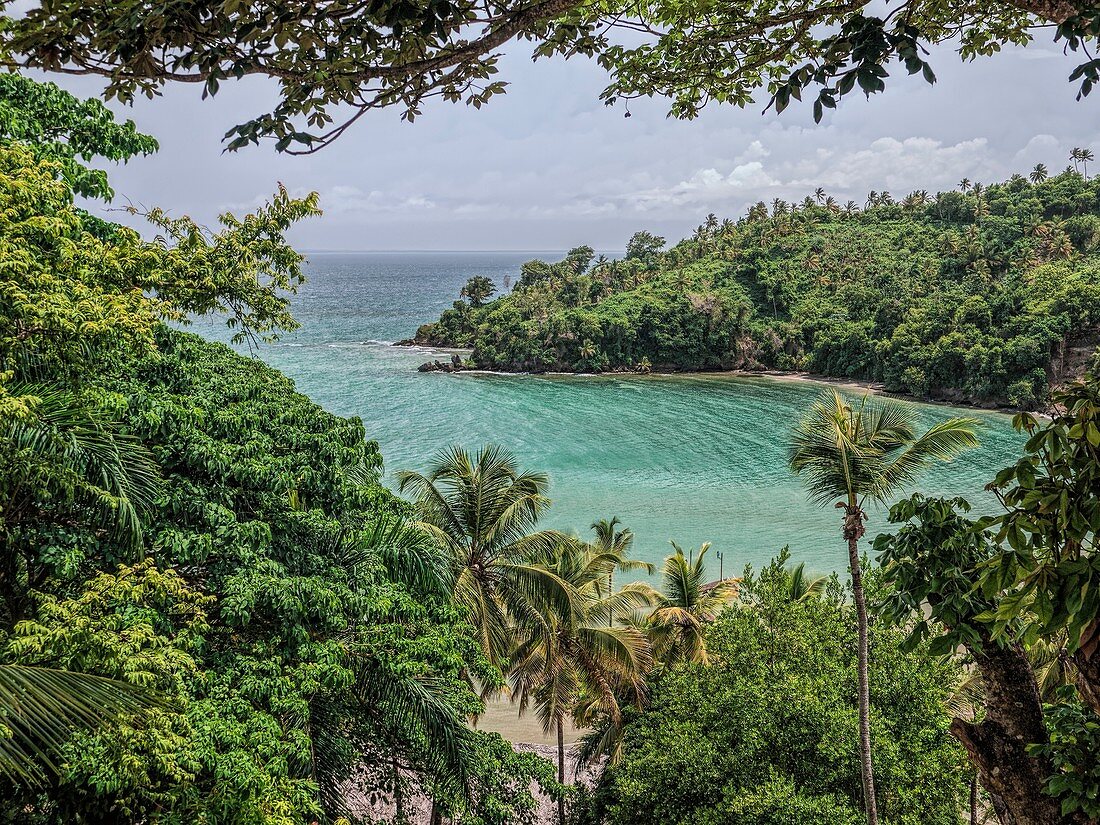 Tropical forest, Samana, Dominican Republic.
